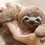 Sloth Adalh 4 Huruf